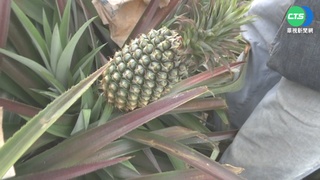 大雨釀災損! 鳳梨批發價1公斤跌10元