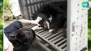 斷掌黑熊遭槍殺埋屍 2嫌查扣獵槍.3萬交保