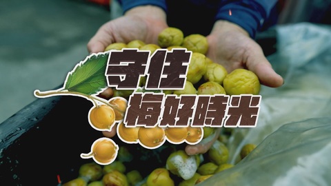 守住梅好時光｜落果成河 搶救青梅大作戰｜華視新聞雜誌