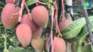 連日豪雨芒果災損嚴重 每公斤恐飆破百元