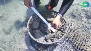 台東復育硨磲貝有成 存活率高達9成
