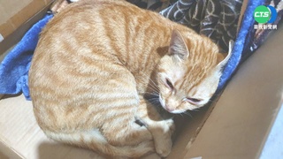 女謊稱男友猴硐棄養貓 動保處一查是"共犯"