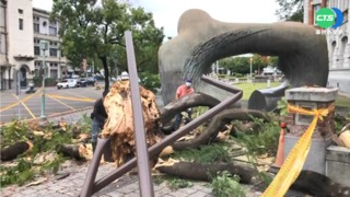 台南大雨吹怪風 20年鳳凰樹攔腰折斷