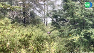 登山迷路慘跌箭竹堆 女子隔夜奇蹟獲救