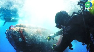 座頭鯨受困漁網 潛水員"割網"營救