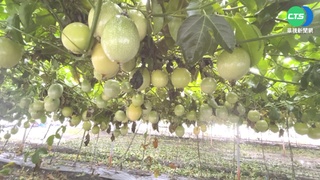 雨彈襲彰化! 百香果落果多.或成"空包彈"