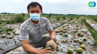 採收期到了! 彰化百香果遇雨變空包彈