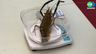 潮州賽神蝦! 冠軍公蝦長60cm 母蝦重破紀錄