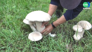 雨後滋長! 巨大金福菇 單朵重達1.5公斤
