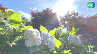 繡球花季到! 杉林溪奼紫嫣紅爭奇鬥豔