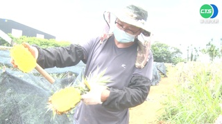 連日大雨強襲 芬園鳳梨"喝太多"撐爆