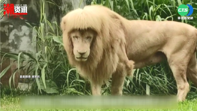 獅子"齊瀏海"逗趣 呆萌髮型"自己擼的" | 華視新聞