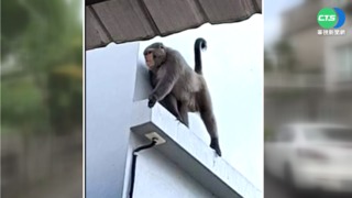 獼猴闖民宅爆"密室大戰" 捉捕員遭狠咬傷