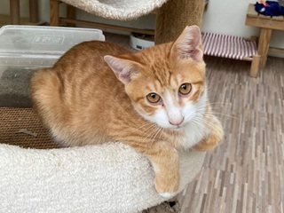 國際抱貓日 到猴硐找貓所長「硐鑼燒」討抱抱