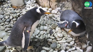 屏東海生館人潮減 遊客另類"包場吹冷氣"