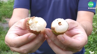 智慧科技助攻! 高雄玉荷包銷售創佳績