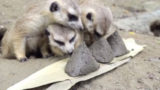 頑皮世界推「粽夏派對」 超萌水豚君也愛吃粽子