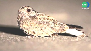 花蓮住宅區夜鶯"啼叫整晚" 居民難入眠!