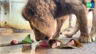 動物樂慶端午! 團團.圓圓吃"冰粽"消暑氣