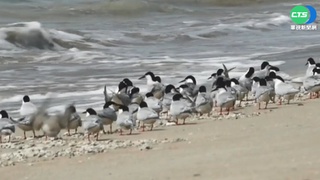 疫後澎湖遊客減半 澎澎灘燕鷗數量翻7倍