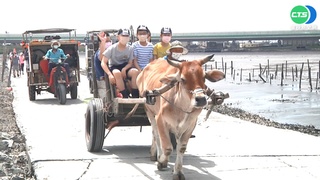 彰化芳苑體驗"海牛文化" 端午遊客僅3成