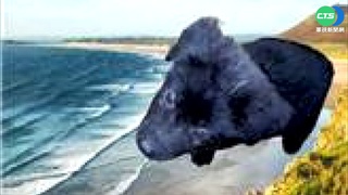 流浪貓狗"飛上天" 領養"形象照"引熱議