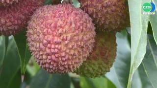 金鑽鳳梨.荔枝銷日 千葉超市辦試吃廣受好評