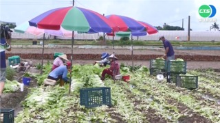 梅雨季晴雨波動大 梓官葉菜類損失恐達3成