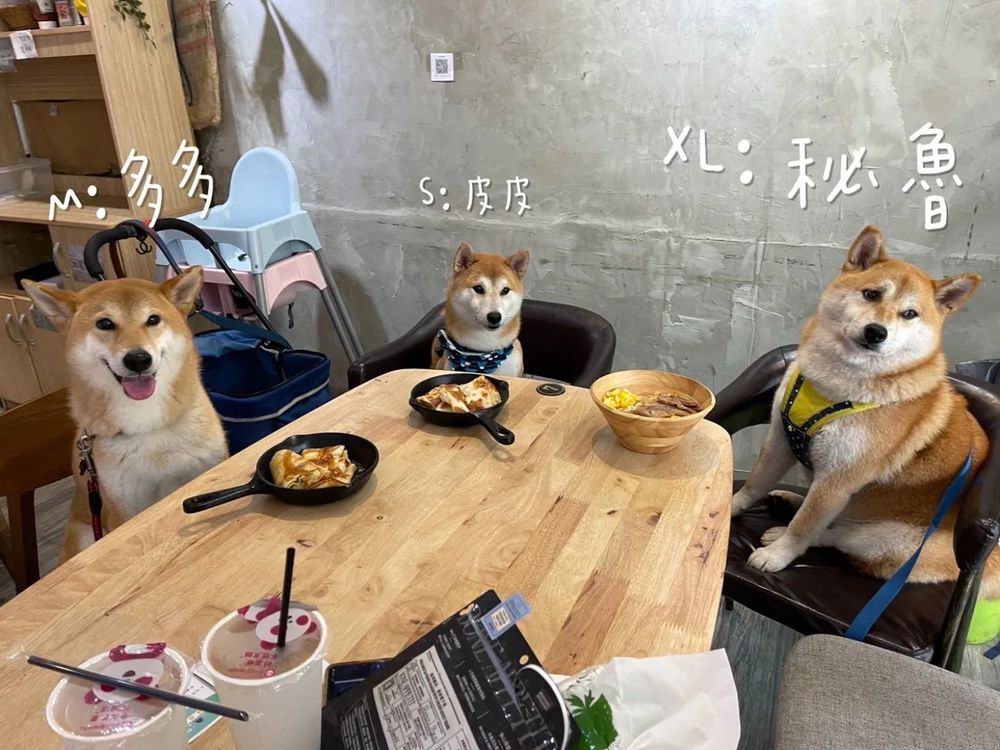 翻攝自 柴犬小公主妹妹之我有個超級愛我的把拔 臉書