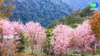 族人快篩陽增加! 司馬庫斯自主休園10天