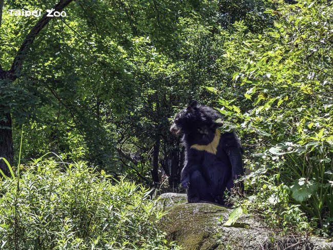 熊孩子愛拆家 動物園祭出「行為訓練」治無聊 | 華視新聞