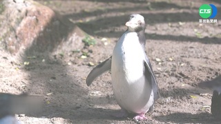 氣候變遷衝擊棲地 紐西蘭企鵝復育挑戰增