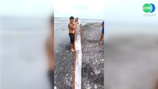 搏鬥40分鐘 太麻里海灘釣到6公尺地震魚