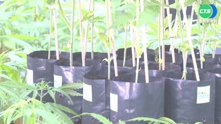 百萬株大麻免費送! 泰推廣成為"家庭作物"