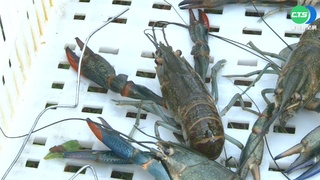新竹護城河"小龍蝦大軍" 恐危害生態環境