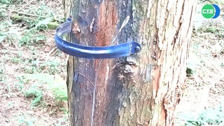 公開違規行為沒在怕! 溪頭遊客亂象多