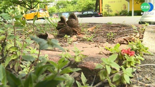 高雄整夜飄刺鼻惡臭! 凶手竟是"掌葉蘋婆"