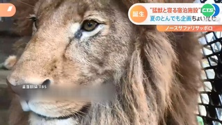 疫情趨緩! 日動物園暑假"新奇企劃"搶客