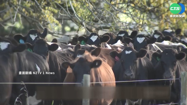 紐西蘭擬增"打嗝稅" 牛羊"排氣"要收錢 | 華視新聞