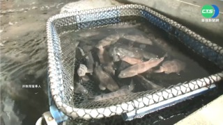 石斑魚輸中遭禁 疑"借單"釀禍 追11家養殖場