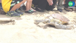 616世界海龜日 澎湖野放11隻龜返大海