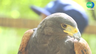 放飛鳥兒比販毒還快樂 毒販變身"馴鷹師"