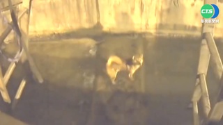 迷路柴犬受困排水溝 暖警濕身及時救援