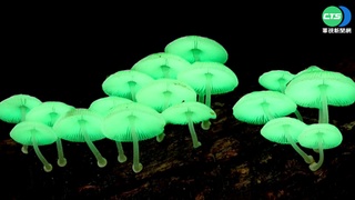 雨後現身! "螢光菇"冒神秘綠光如小精靈