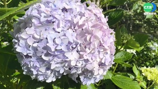 全台繡球花大爆開! 北中南賞花熱點一次看