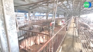 太陽能光電豬舍設備爆炸! 2千頭豬遭電死