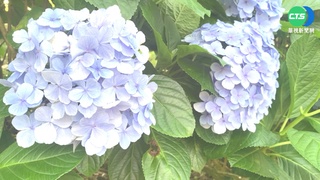 金針山繡球花綻開 遊客少5成賞花不用擠