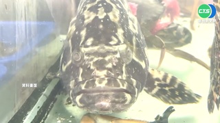 挺"民主的魚"! 福島養殖龍頭將進口台石斑