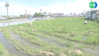 今年首例! 台南50多歲男感染日本腦炎