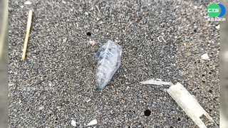 嚇!茄萣海岸公園見"僧帽水母" 世界第3毒